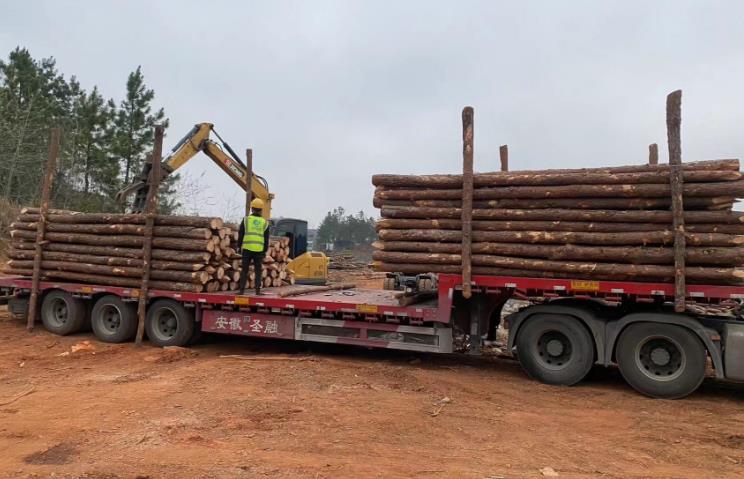 松木樁和杉木樁哪個更適合打木樁?兩者區(qū)別有哪些?