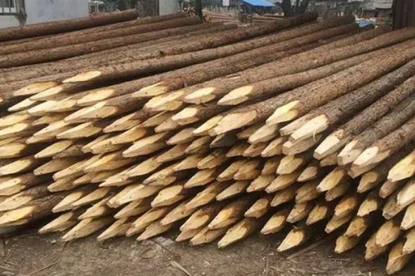 松木樁為什么要削尖，松木樁削尖技巧