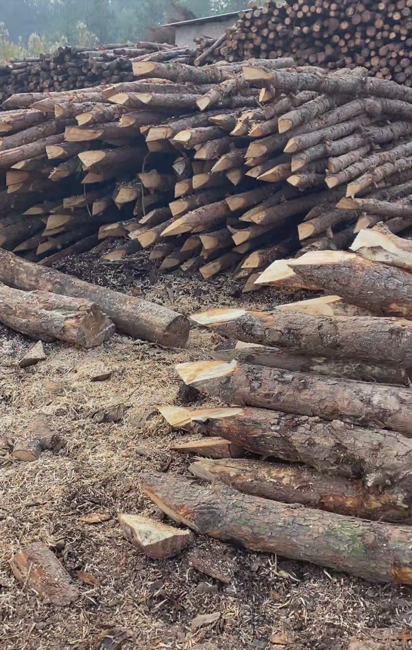 杭州高效打松木樁服務-河道打木樁的位置確定？